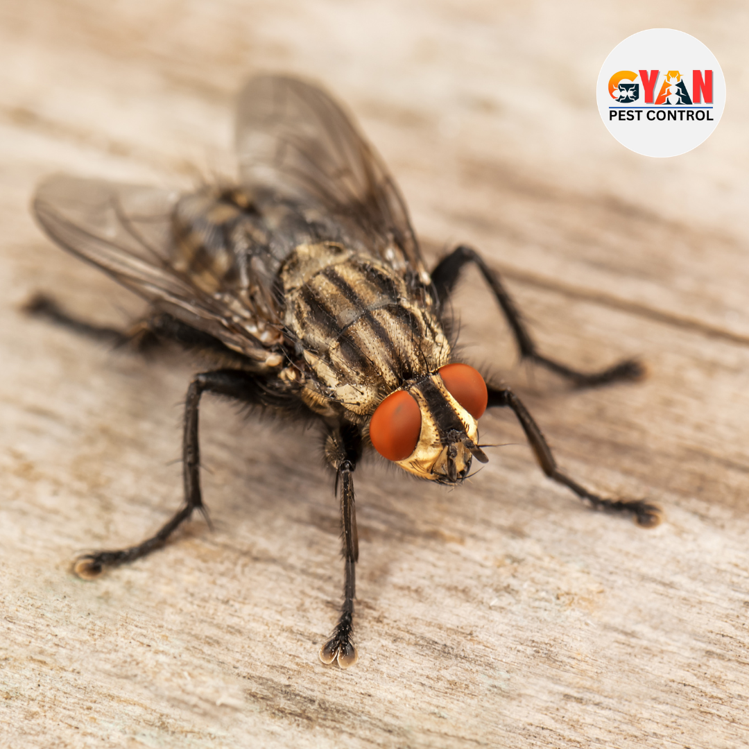 Fly Control